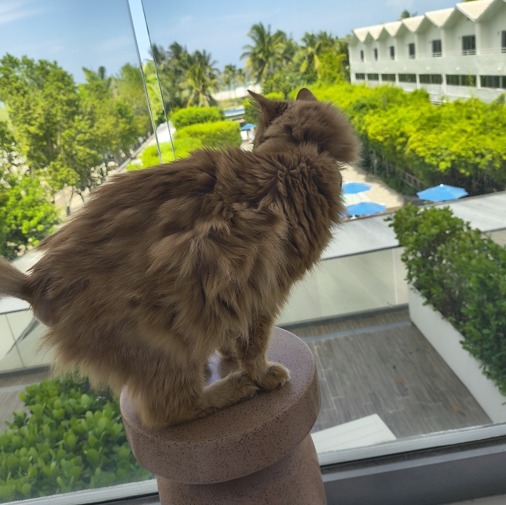 Meet your Posher, Sidney